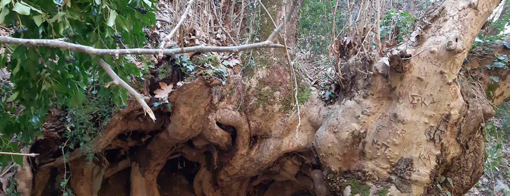 Η ΔΕΝΔΡΙΚΗ ΚΑΤΑΣΤΑΣΗ ΤΩΝ ΠΡΑΓΜΑΤΩΝ